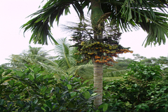 Areca catechu